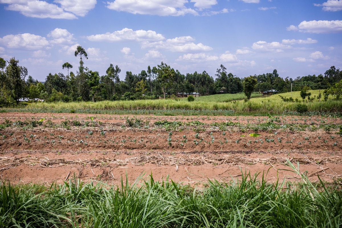 Agriculture and Rural Land